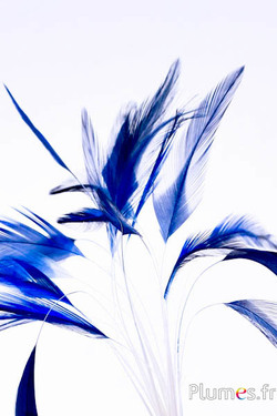 Coq strippé - 10-15 cm - blanc-bleu nuit 